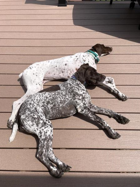 /Images/uploads/Southeast German Shorthaired Pointer Rescue/segspcalendarcontest/entries/31066thumb.jpg